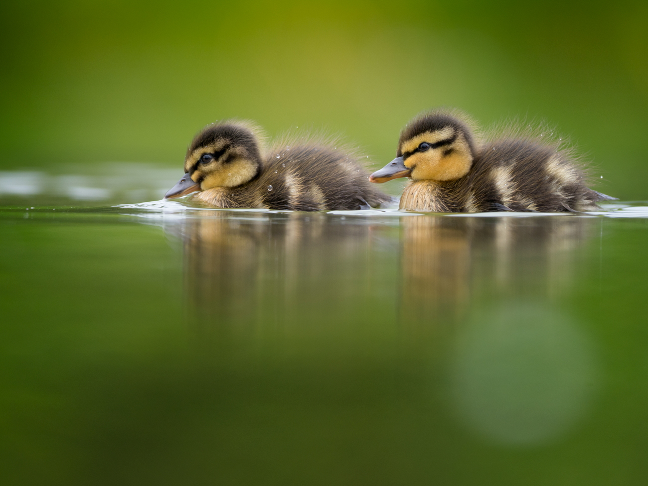 Duckling-Line
