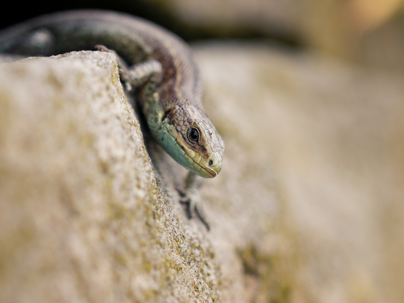 Common Lizard – Descend