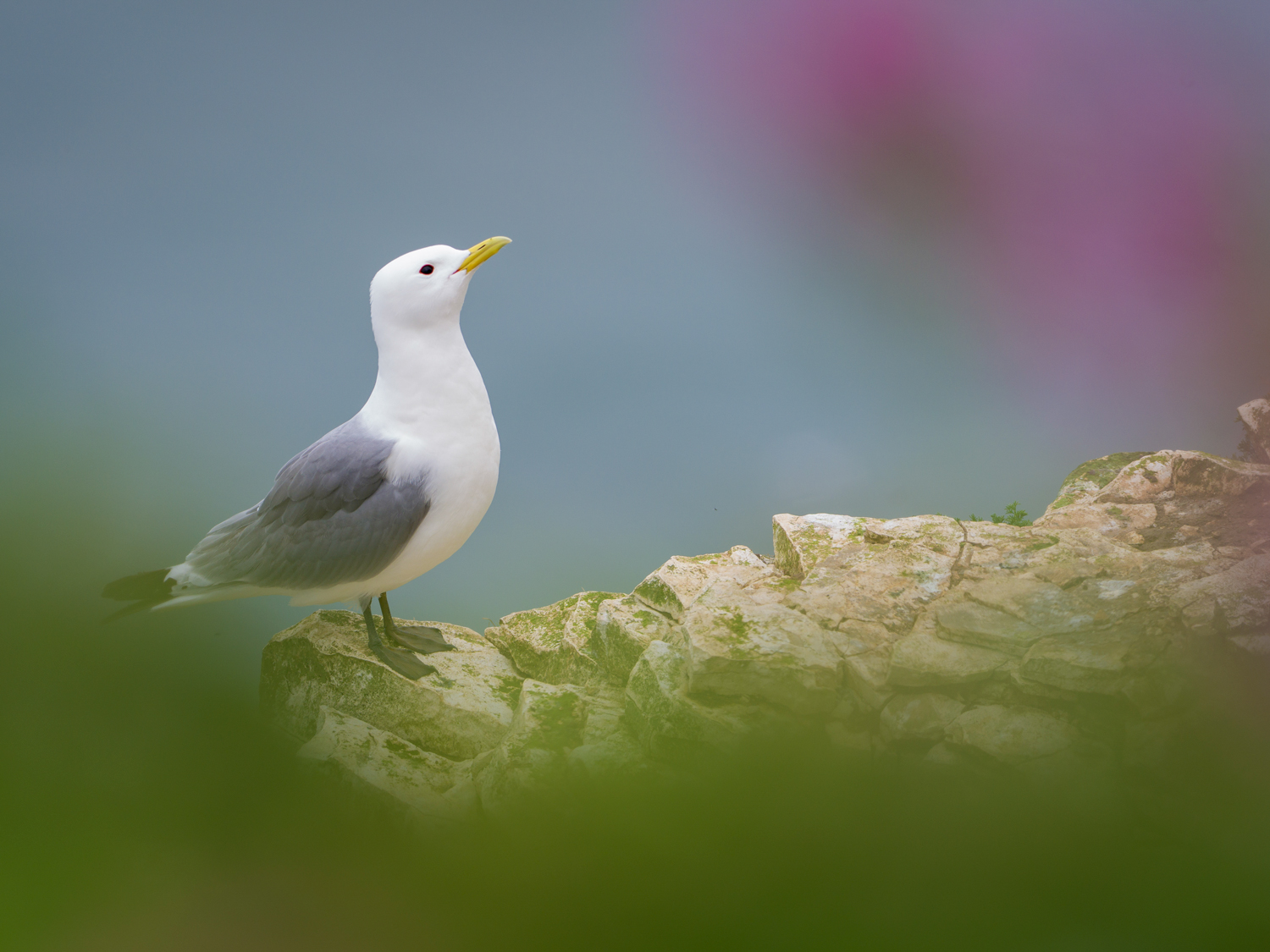 Bempton Cliffs – Kittiwake Kittiwake Gull Coast Cliffs