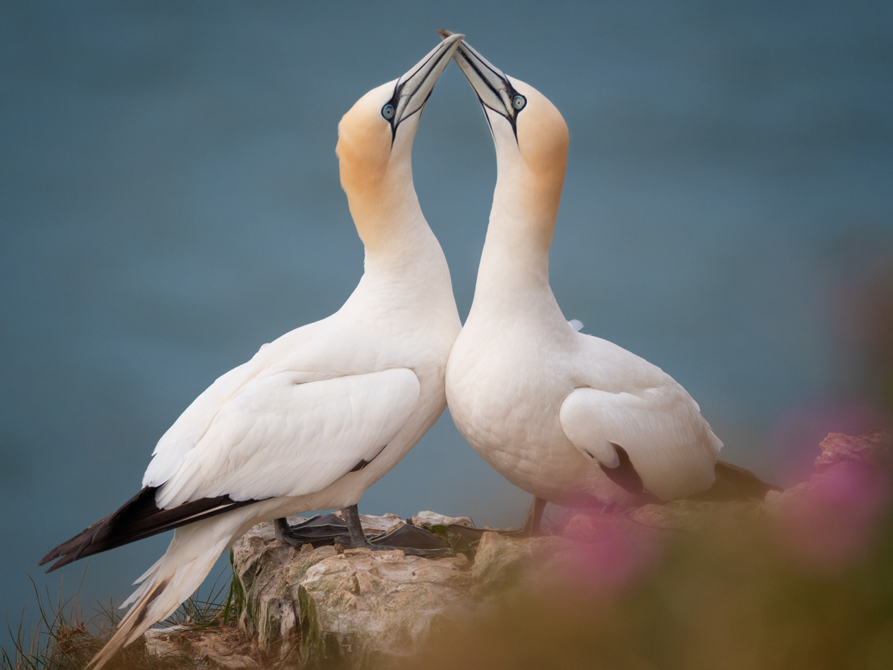 Bempton Cliffs – Billing Bempton Cliffs Gannet Workshop Tour Tuition