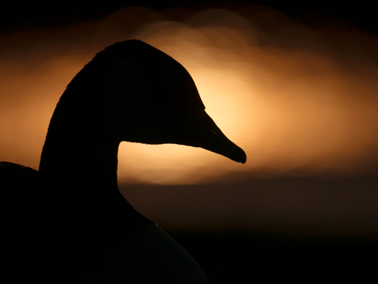 Wildlife Photography for Beginners – Golden Goose Canada goose