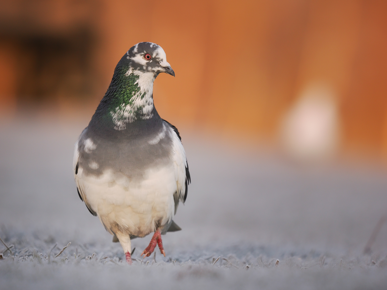 Wildlife Photography for Beginners – Golden Pigeon Wildlife Photography
