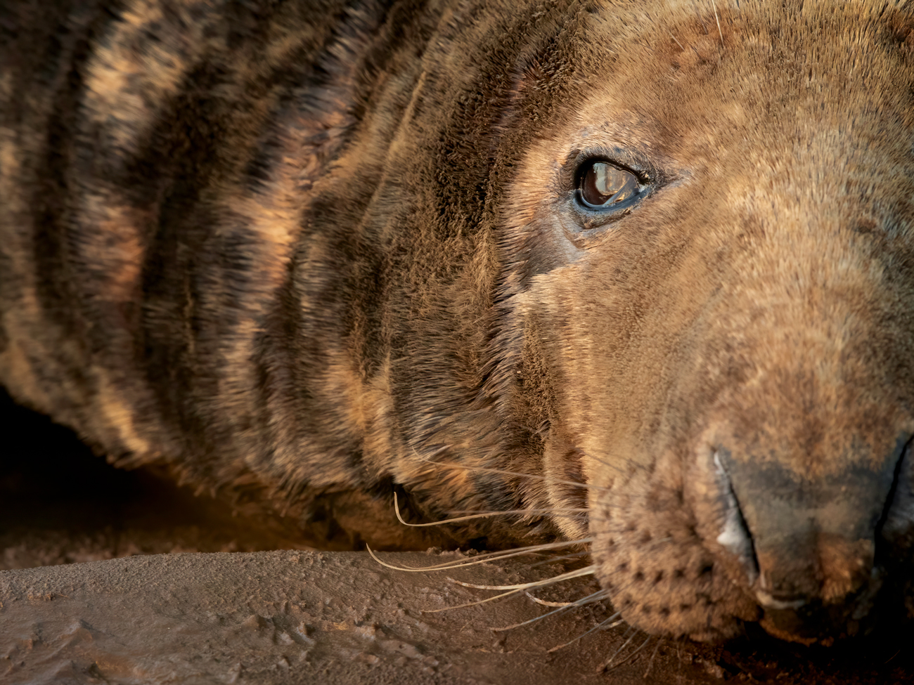 Donna Nook – Bull Donna Nook Grey Seal Pup