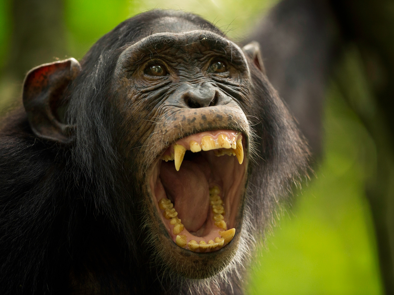 Grinning-Chimp
