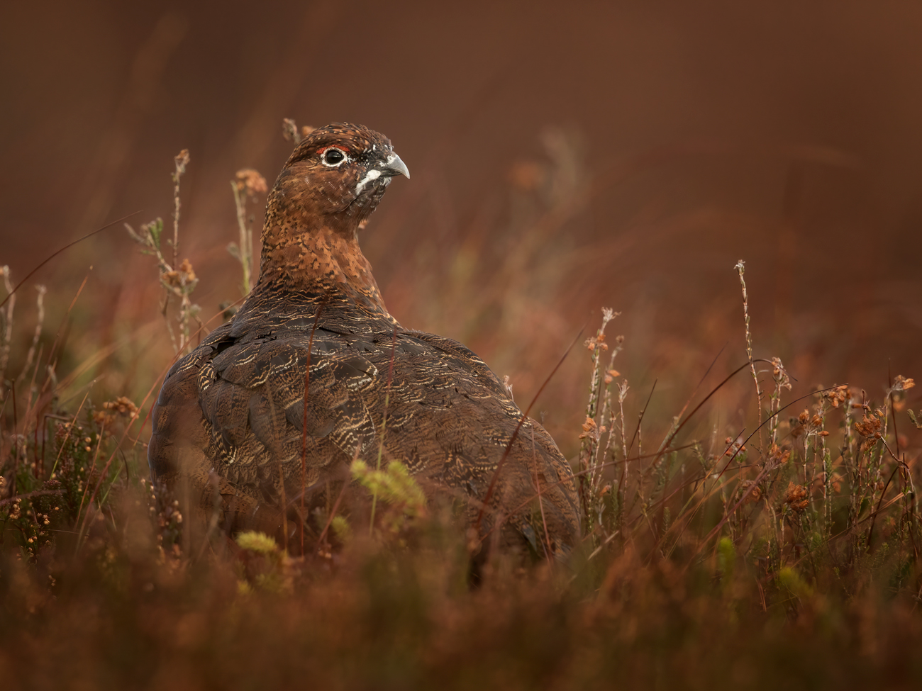 Grouse-Ball