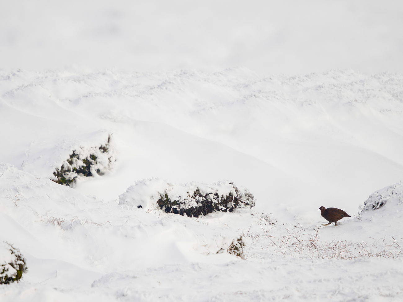 Grouse-Snowlands