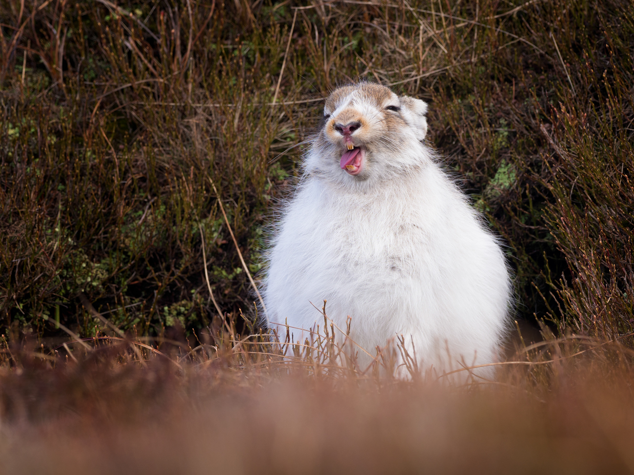 Mountain Hares – Goof Mountain Hare Photography Workshop Peak District