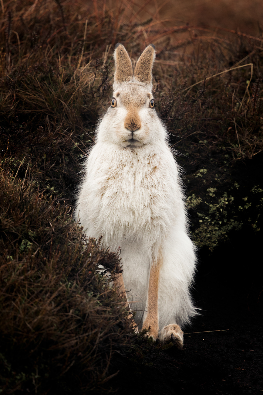 Mountain Hares – Hamish Mountain Hare Photography Workshop Peak District