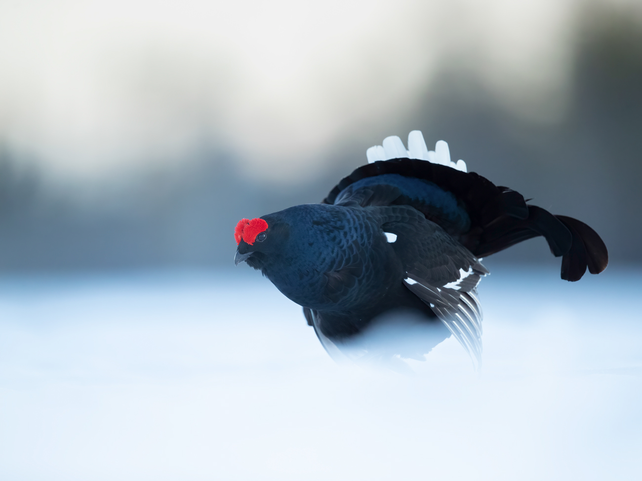 Online Photography Mentoring – The Pose Online Photography Mentoring Wildlife Black Grouse