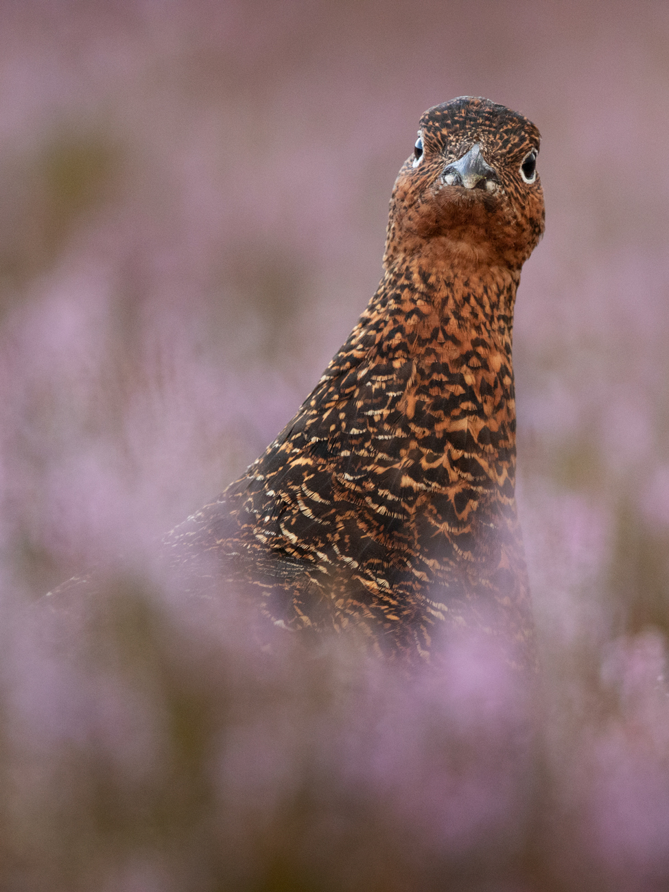 Heather-Grouse-Odd