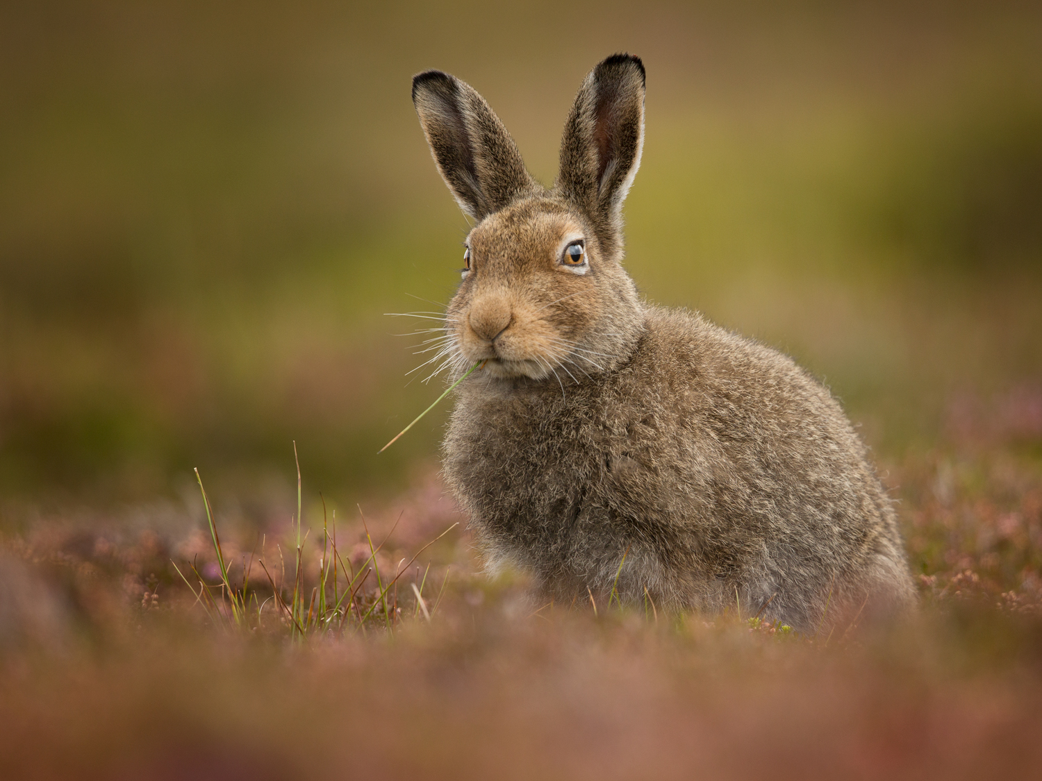 Online Photography Mentoring – Chew Online Photography Mentoring Wildlife Mountain Hare