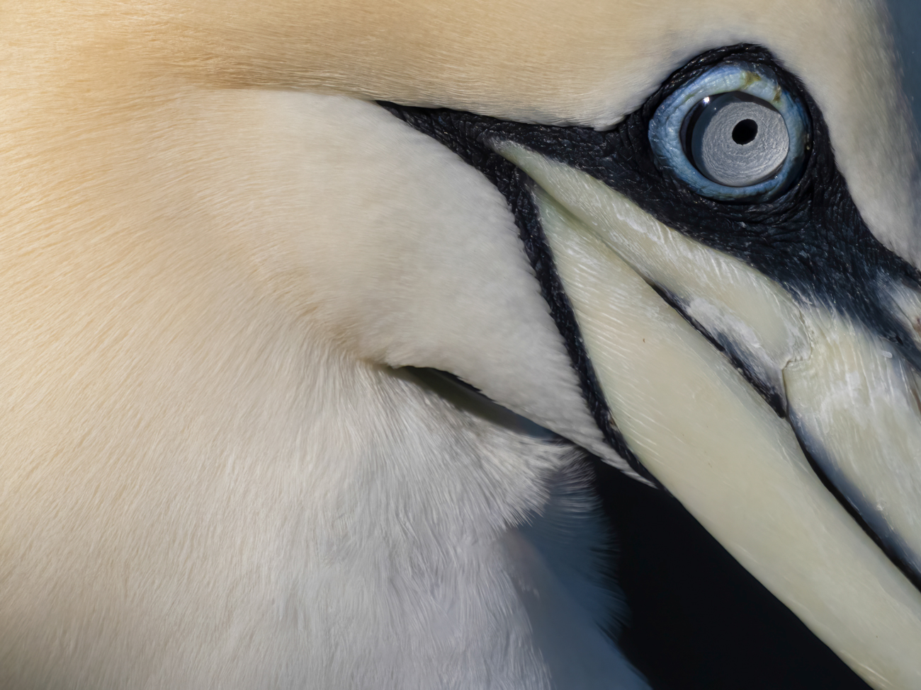 Bempton Cliffs – Eye Bempton Cliffs Gannet Workshop Tour Tuition