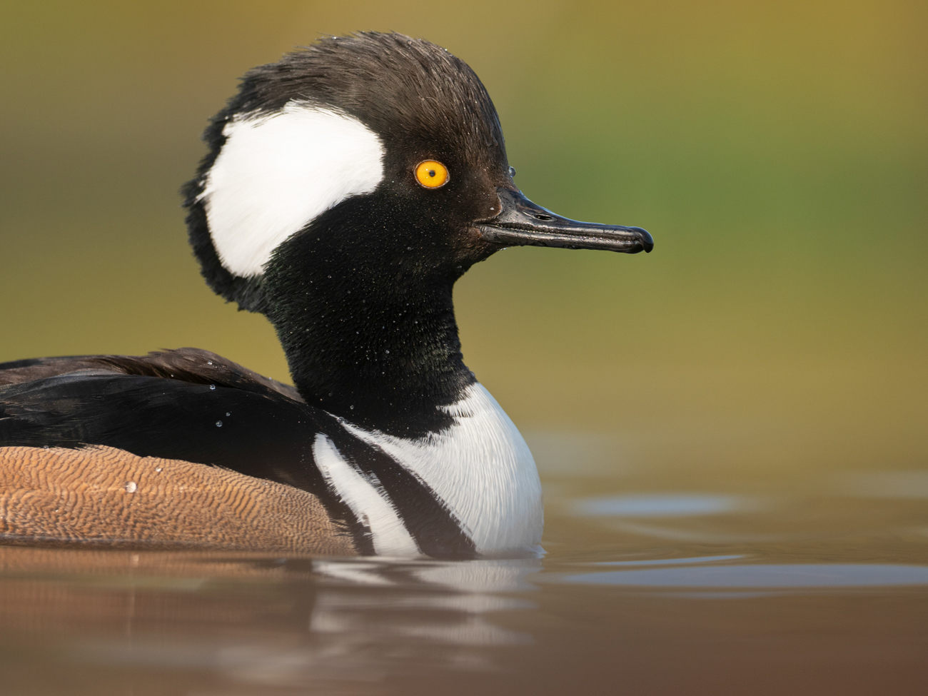 Hooded-Merganser