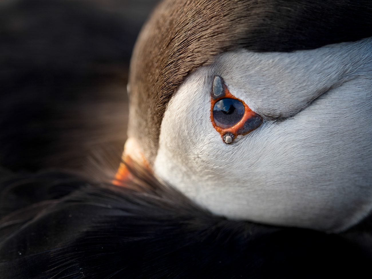 Visit Skomer Island Puffins Photography Tour Workshop