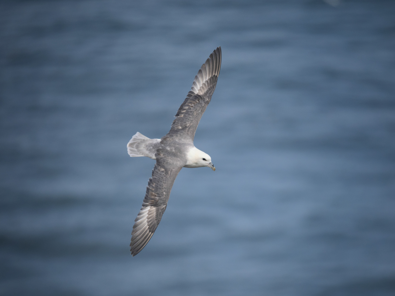 Bempton Cliffs – Fulmar Fulmar Soar Coast