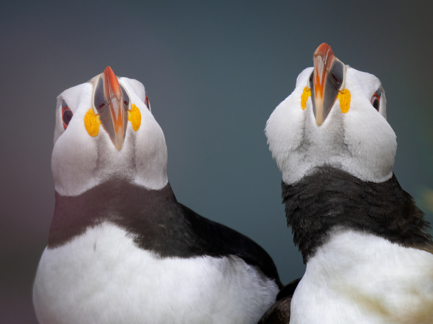 Bempton Cliffs – Puffing Puffin Workshop Tour Tuition
