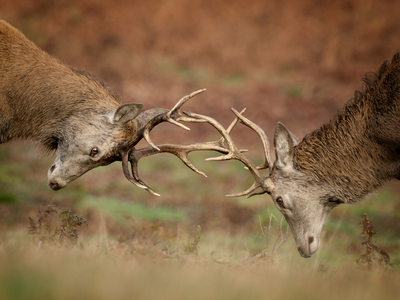 The Deer Rut – Spar