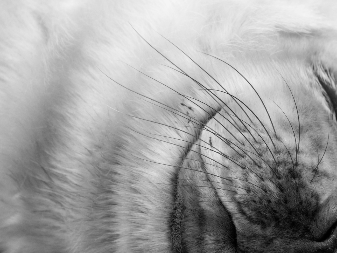 Donna Nook – Whisk Donna Nook Grey Seal Pup