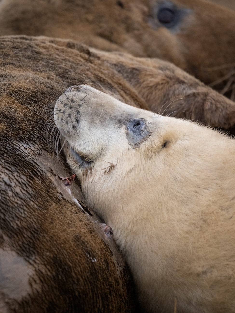 Donna Nook – Rest Donna Nook Grey Seal Pup