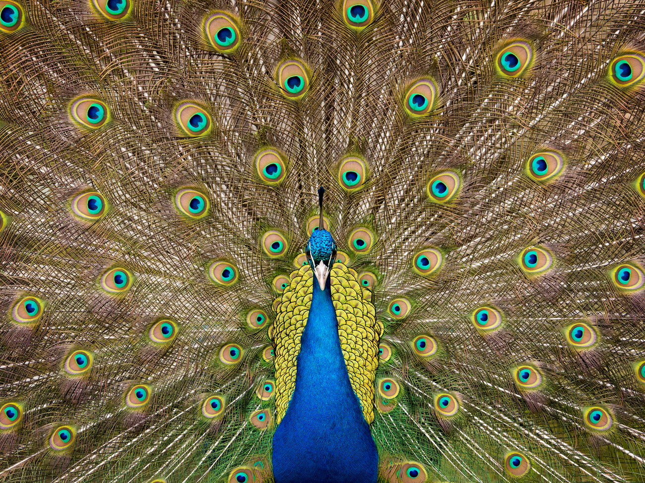 Online Photography Mentoring – Peacock Online Photography Mentoring Wildlife Peacock