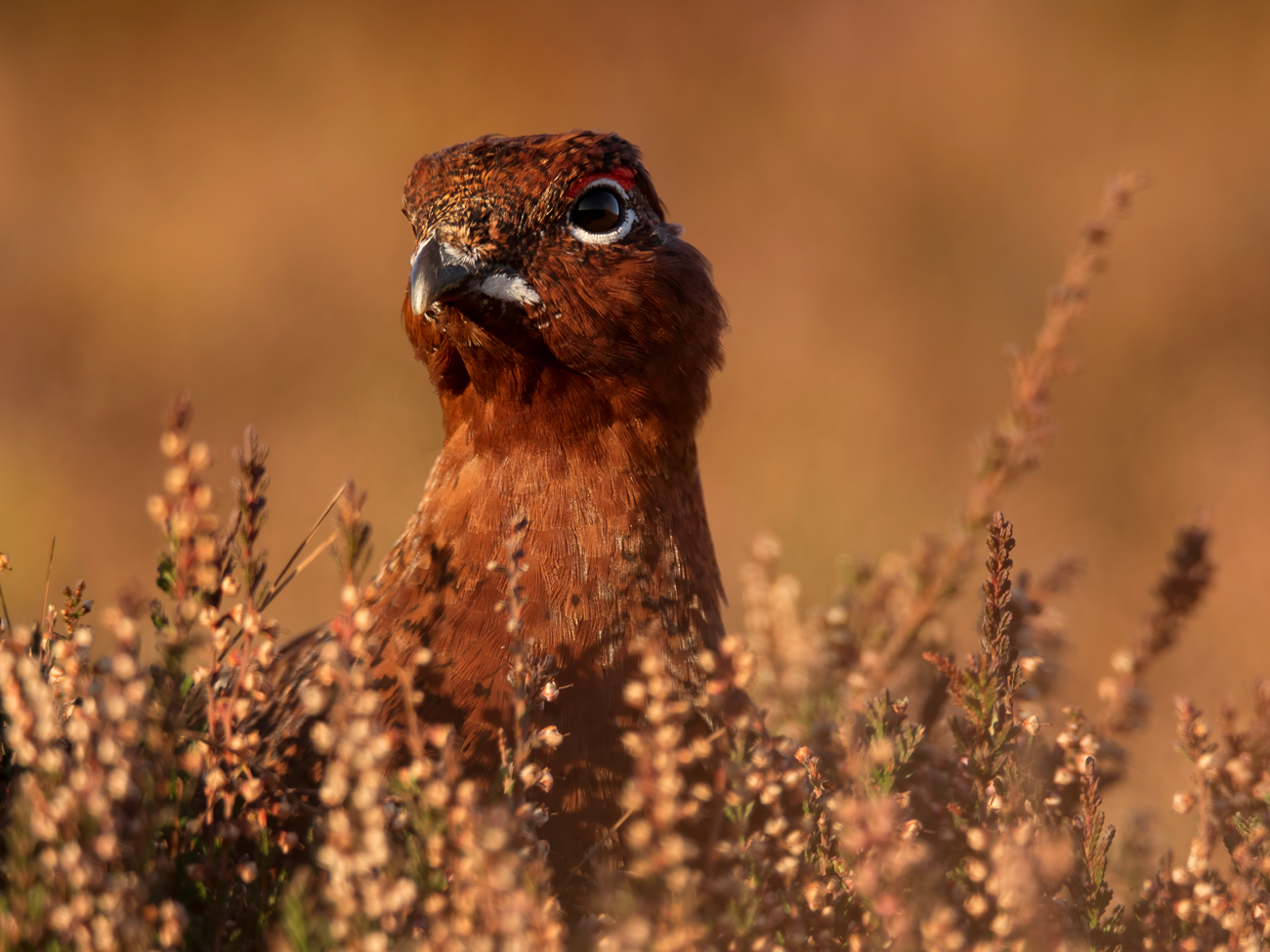Peeping-Grouse
