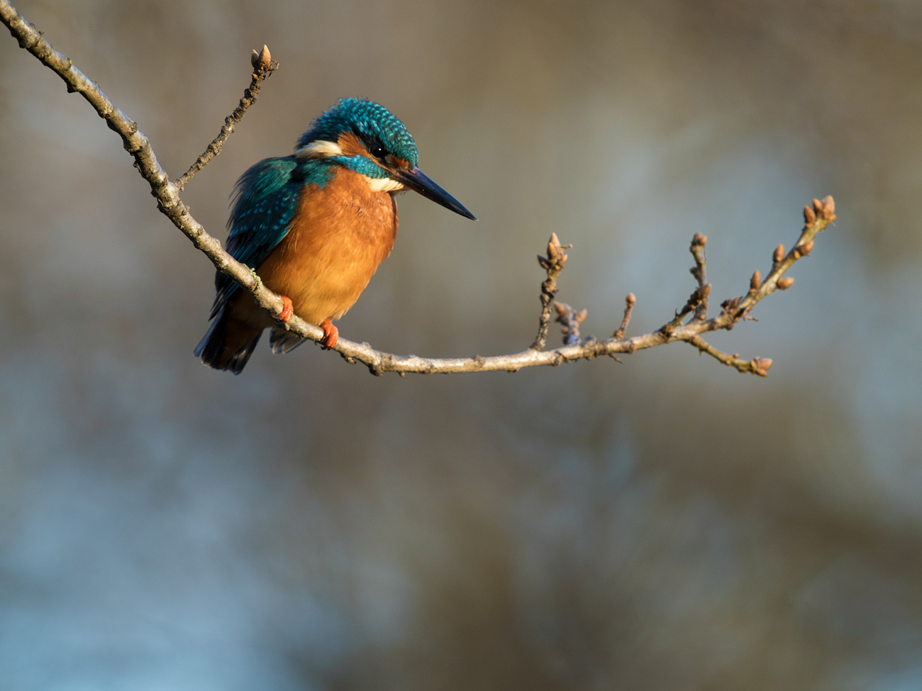 Online Photography Mentoring – Perched Kingfisher