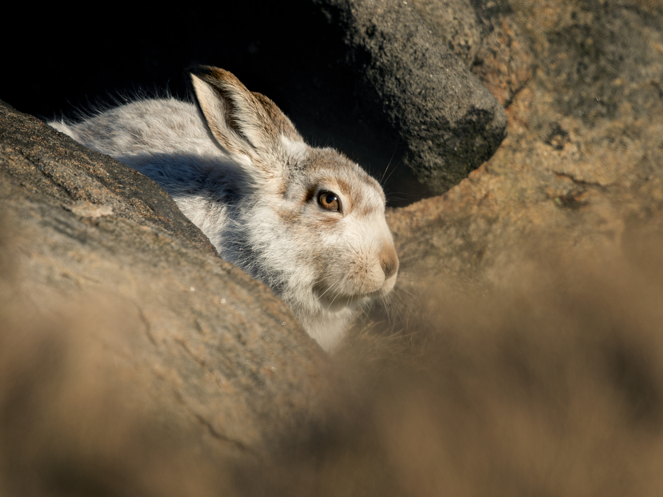 Mountain Hares – Rocky
