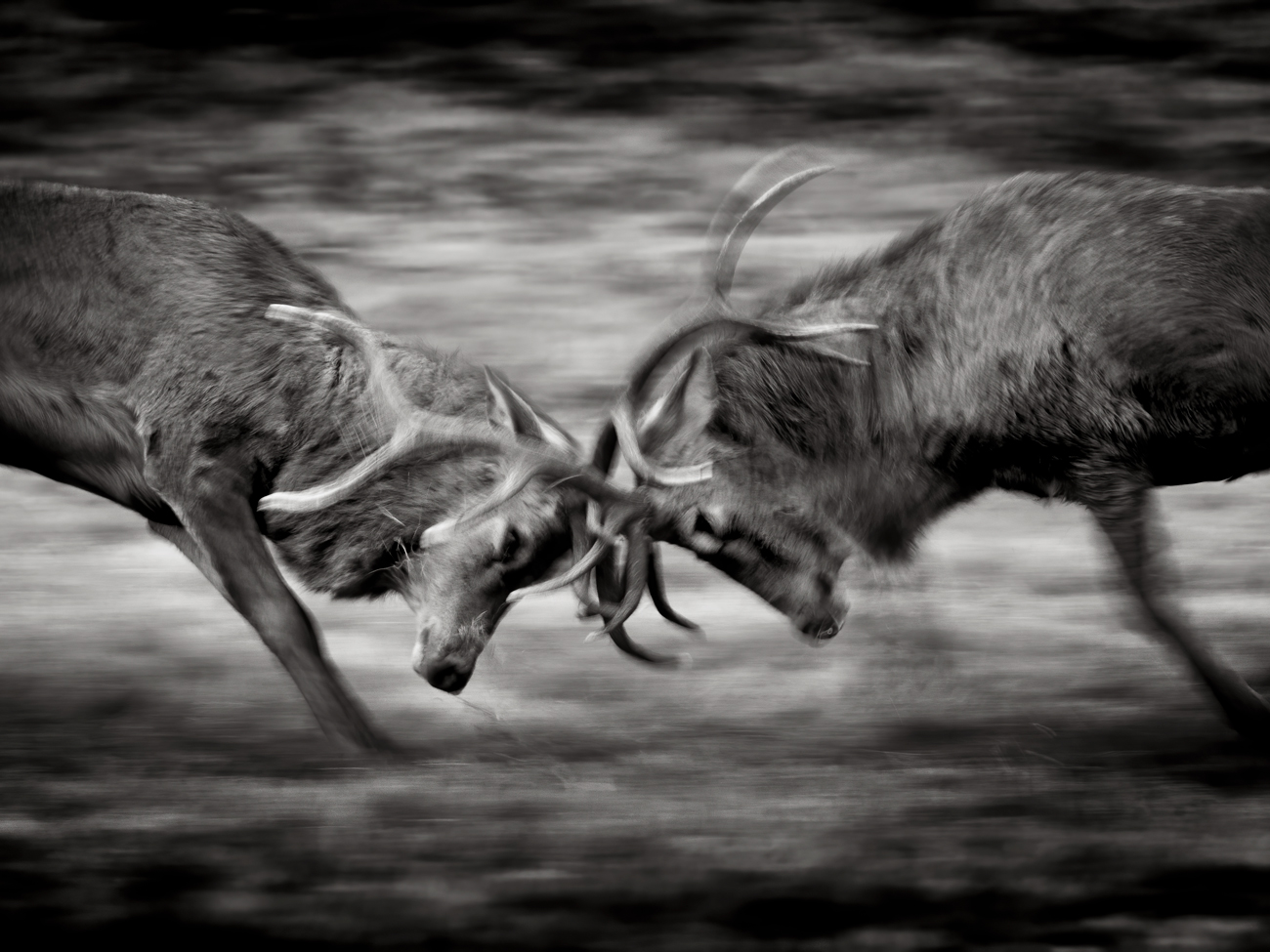 The Deer Rut – Clash The Deer Rut Red Deer Fight