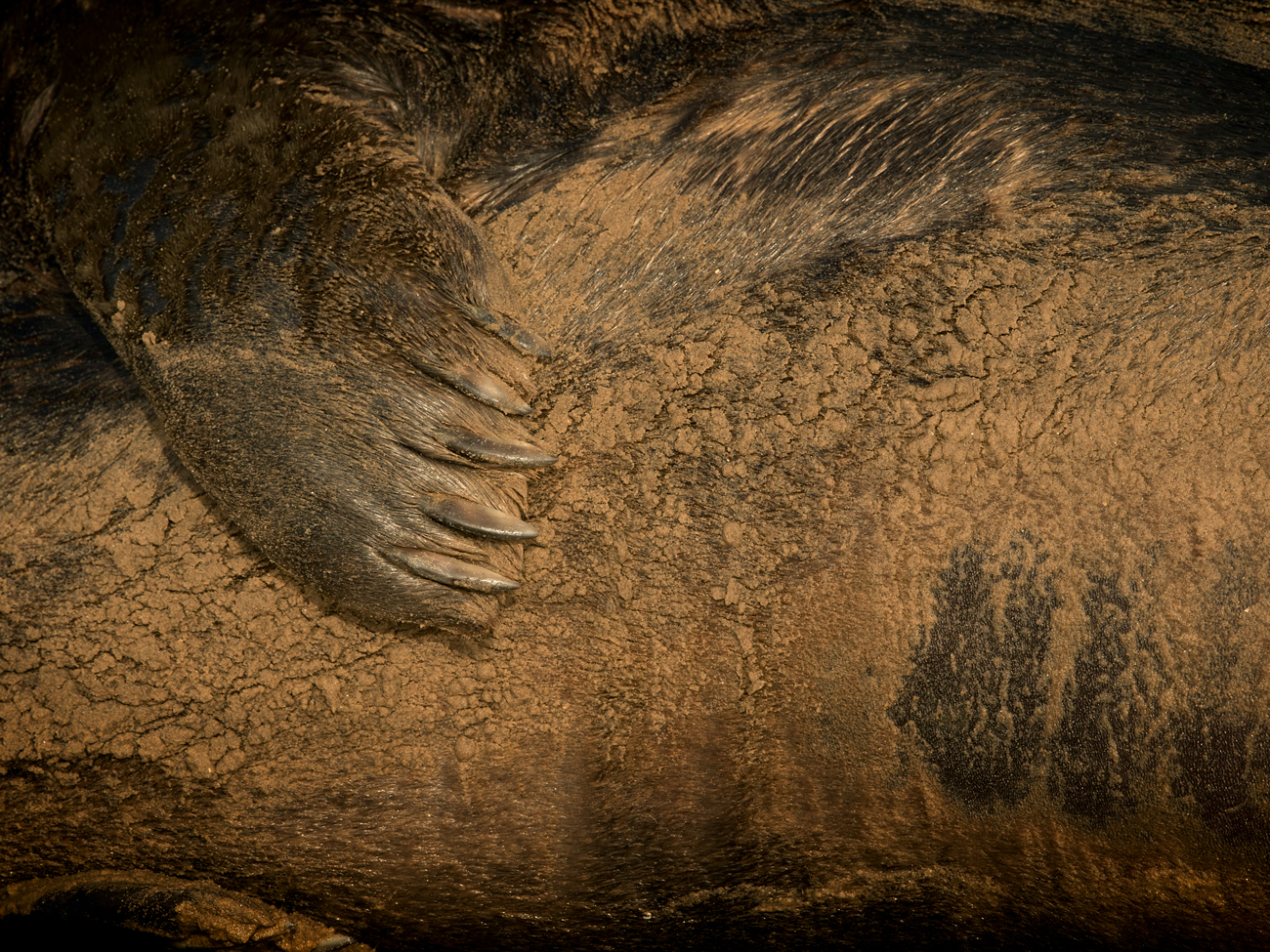 Donna Nook – Paw Grey Seal Paw Claws