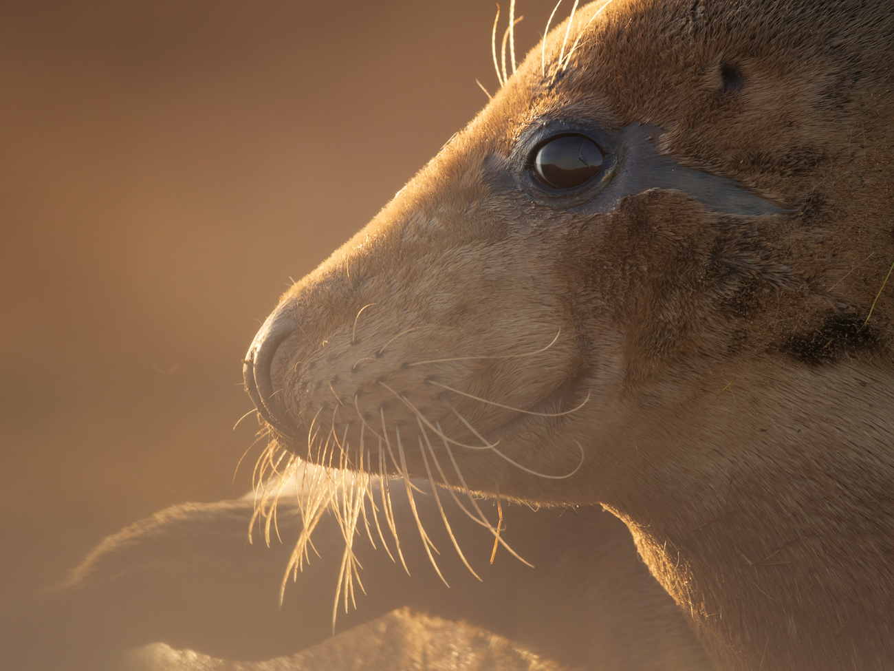 Donna Nook – Smile Donna Nook Grey Seal Pup