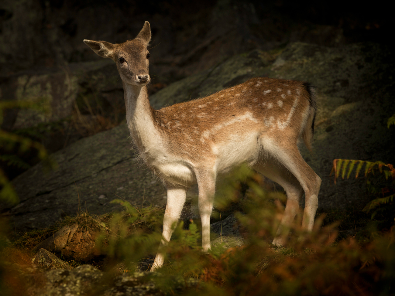 The Deer Rut – Shy The Deer Rut Fallow Deer