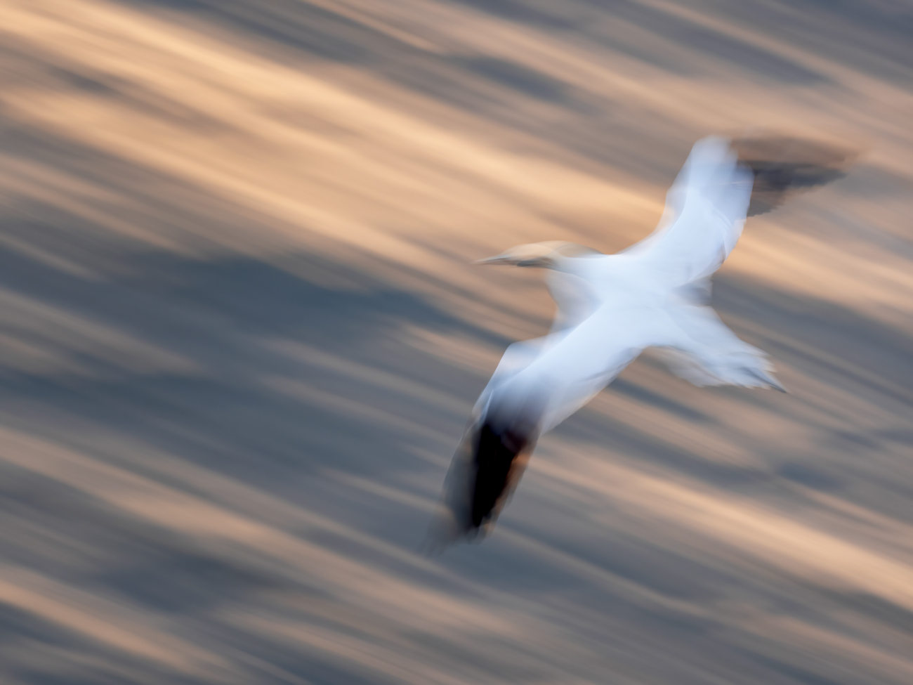 Bempton Cliffs – Smooth Gannet Workshop Tour Tuition