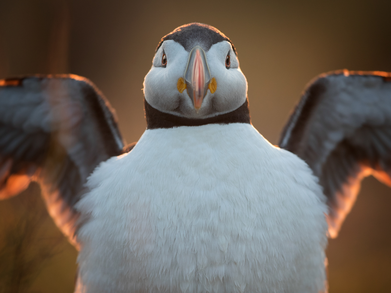 Visit Skomer Island Puffins Photography Tour Workshop