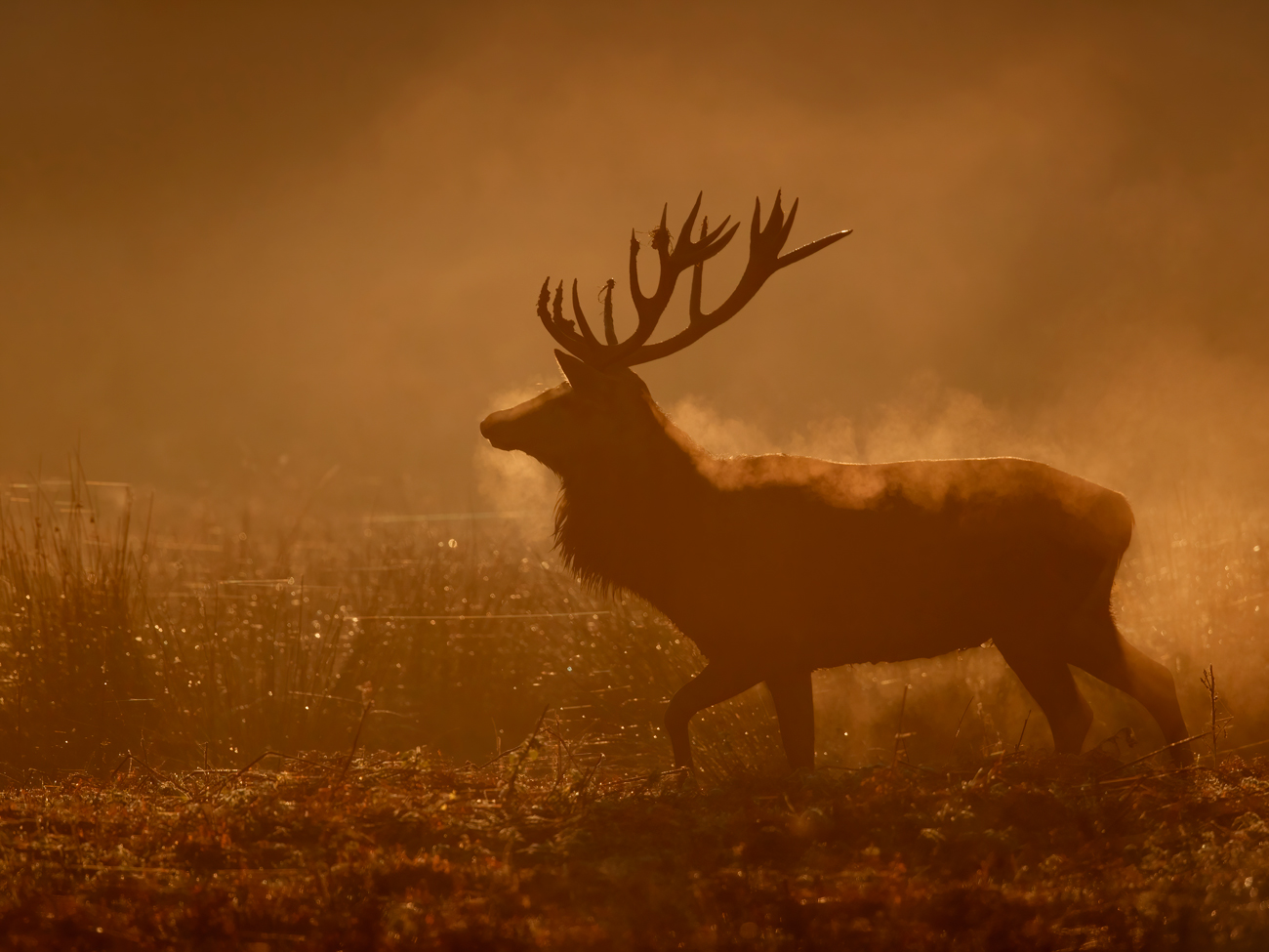 The Deer Rut – Steamed