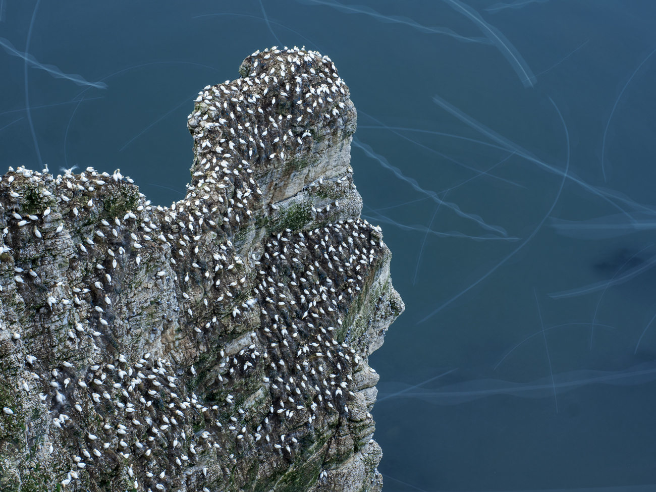 Bempton Cliffs – Streaks Staple Newk Gannet Workshop Tour Tuition