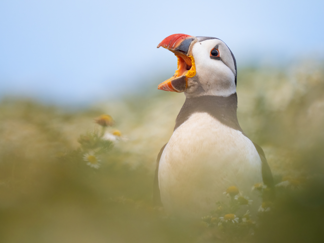 Visit Skomer Island Puffins Photography Tour Workshop