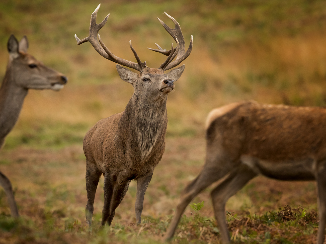 The Deer Rut – Boss The Deer Rut Red Deer