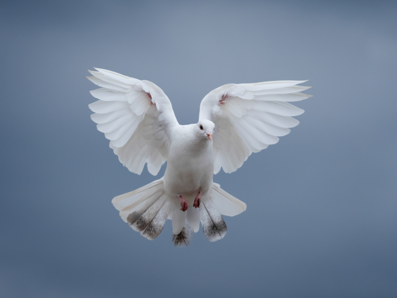 Wildlife Photography for Beginners – Dovey Dove Pigeon Beginner Wildlife Photography
