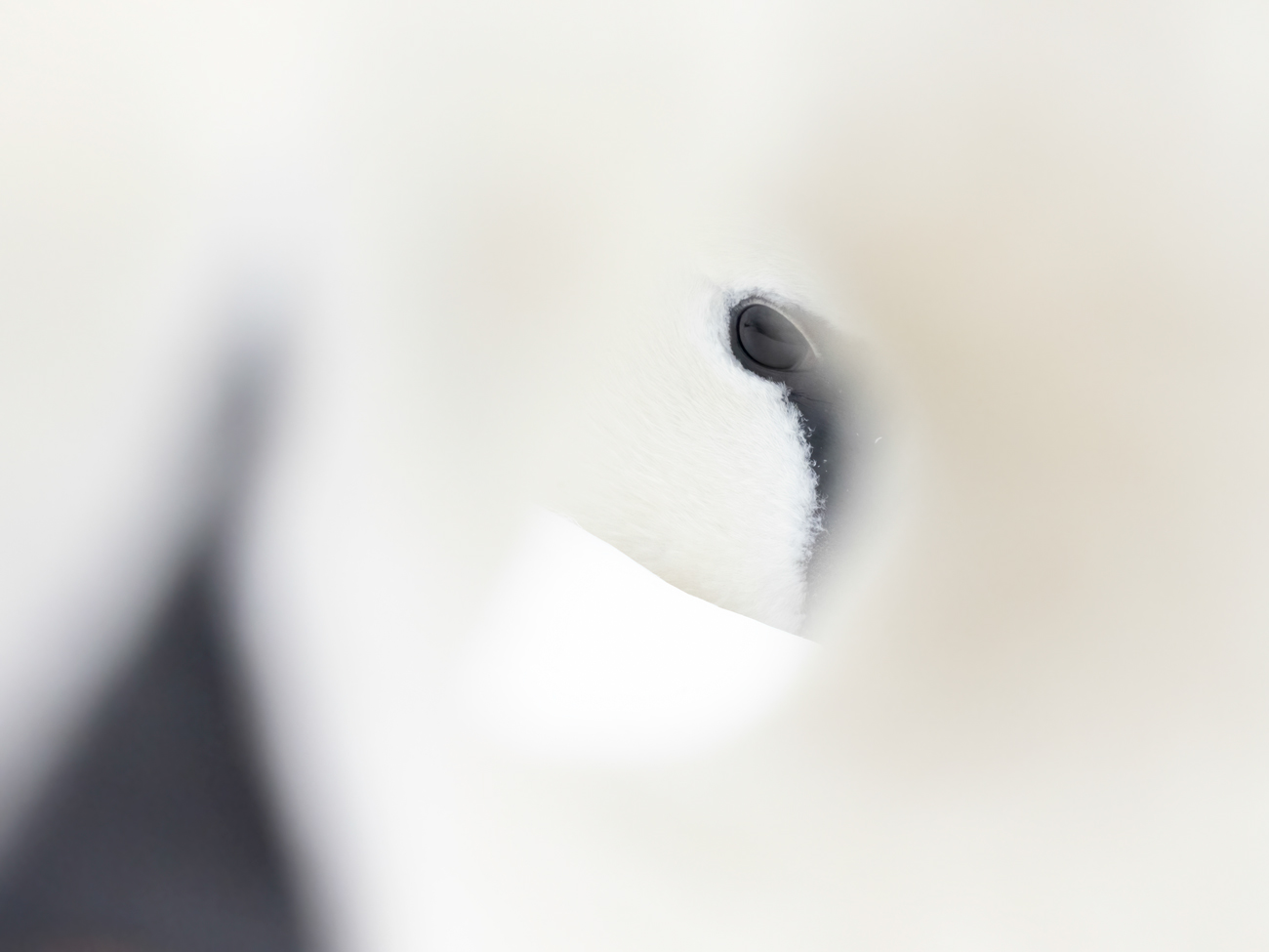 Wildlife Photography for Beginners – The Arch