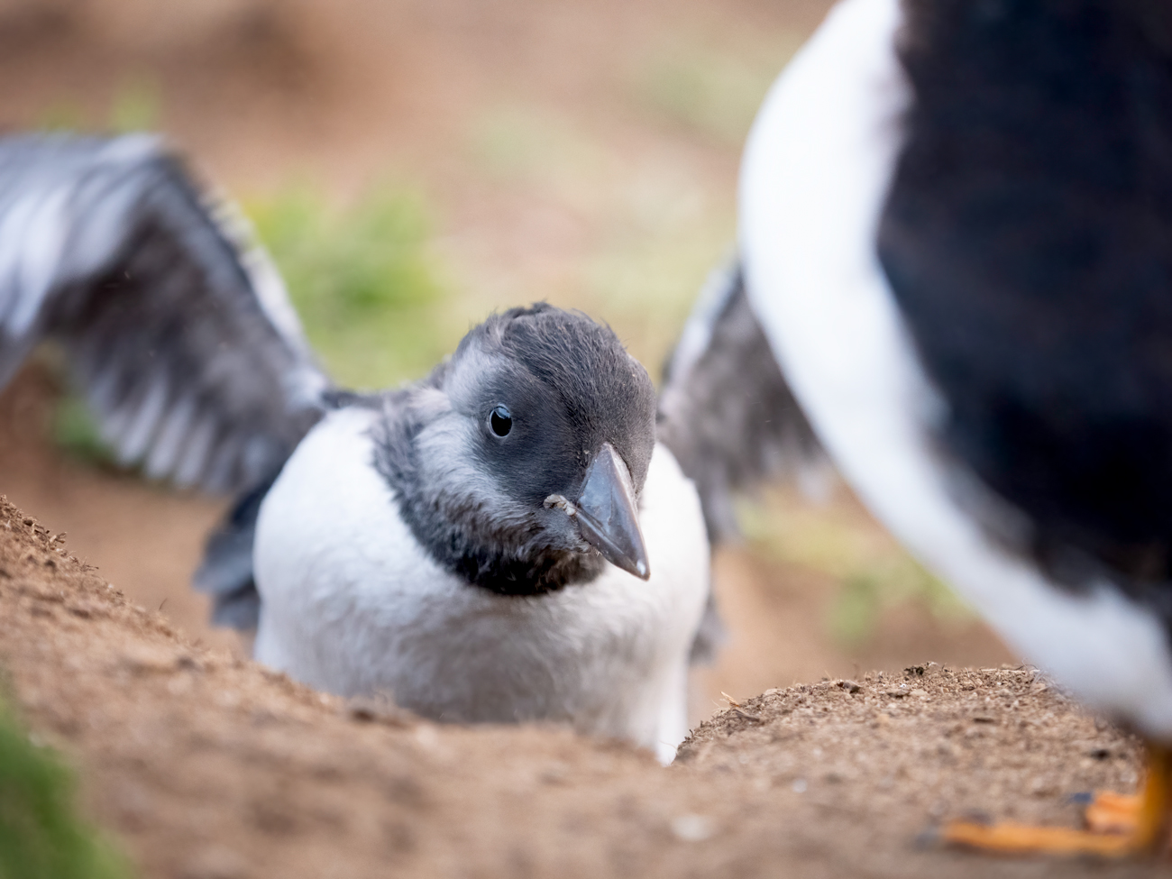 Puffins Photography Tour Workshop