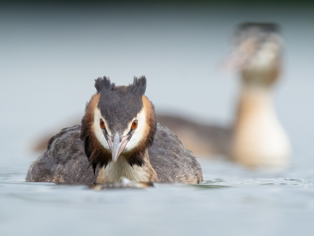 Wildlife Photography for Beginners – Pursuit Great Crested Grebe Wildlife Photography