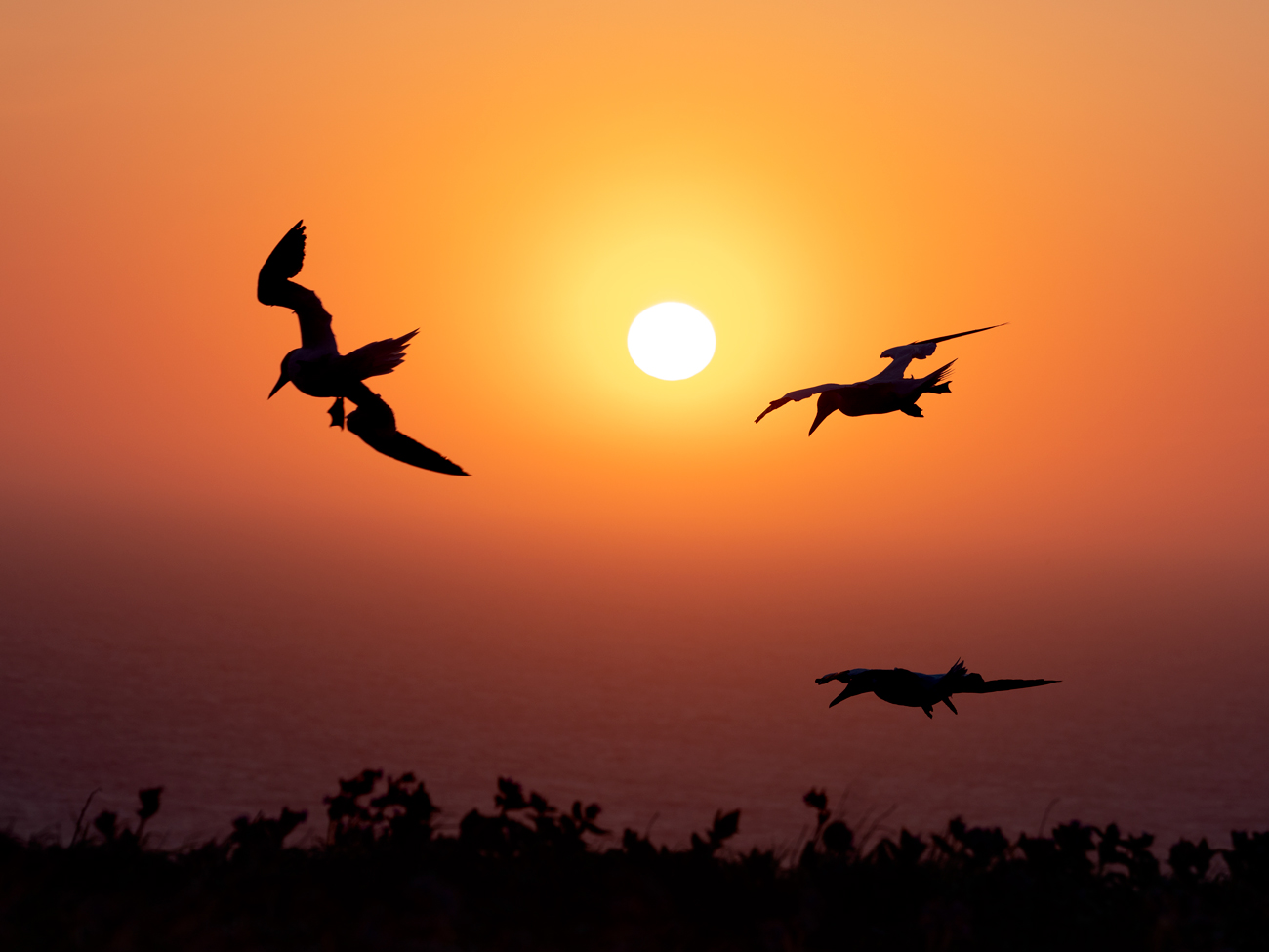 Bempton Cliffs – Three Bempton Cliffs Gannet Workshop Tour Tuition