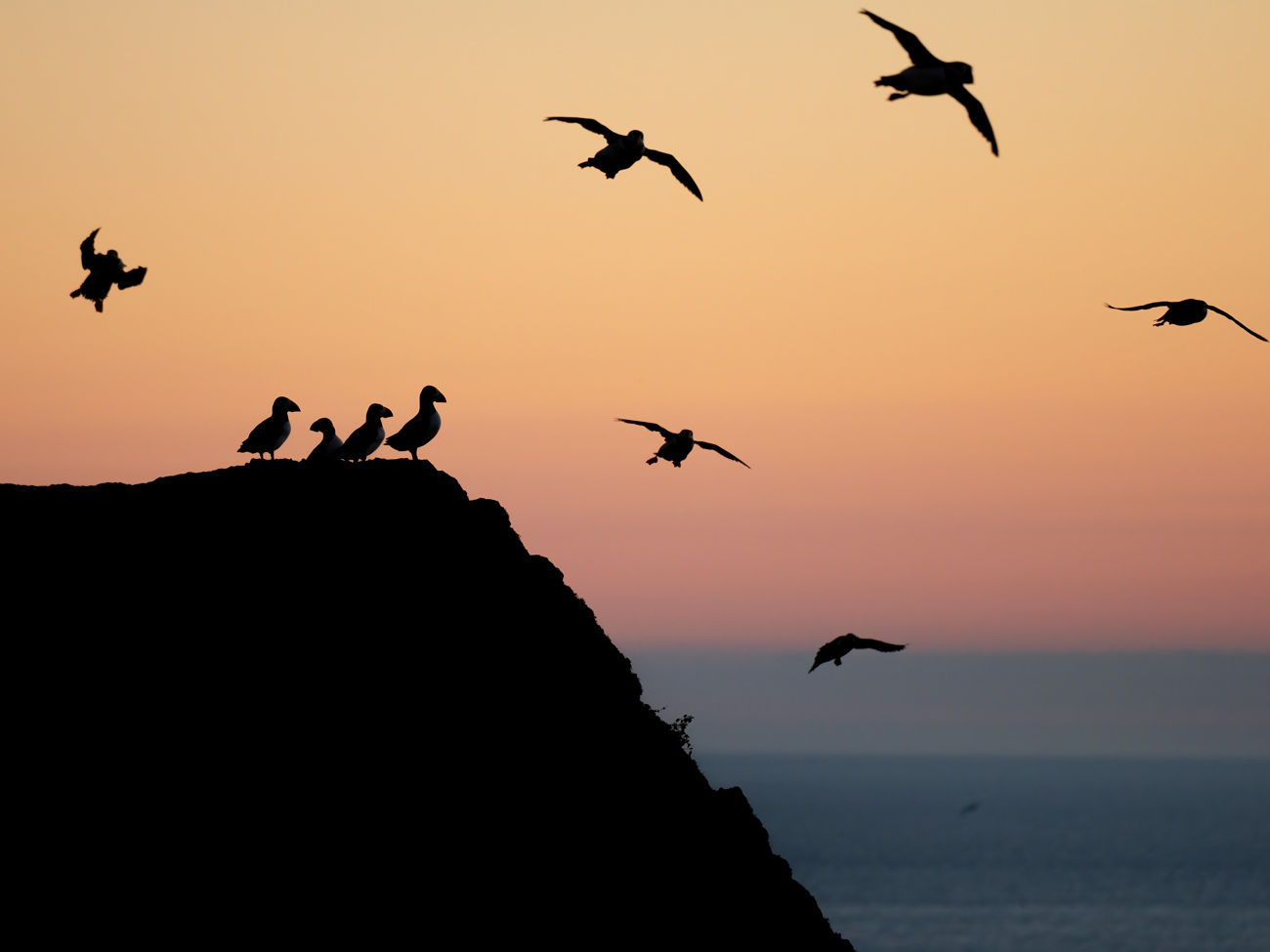 Visit Skomer Island Puffins Photography Tour Workshop
