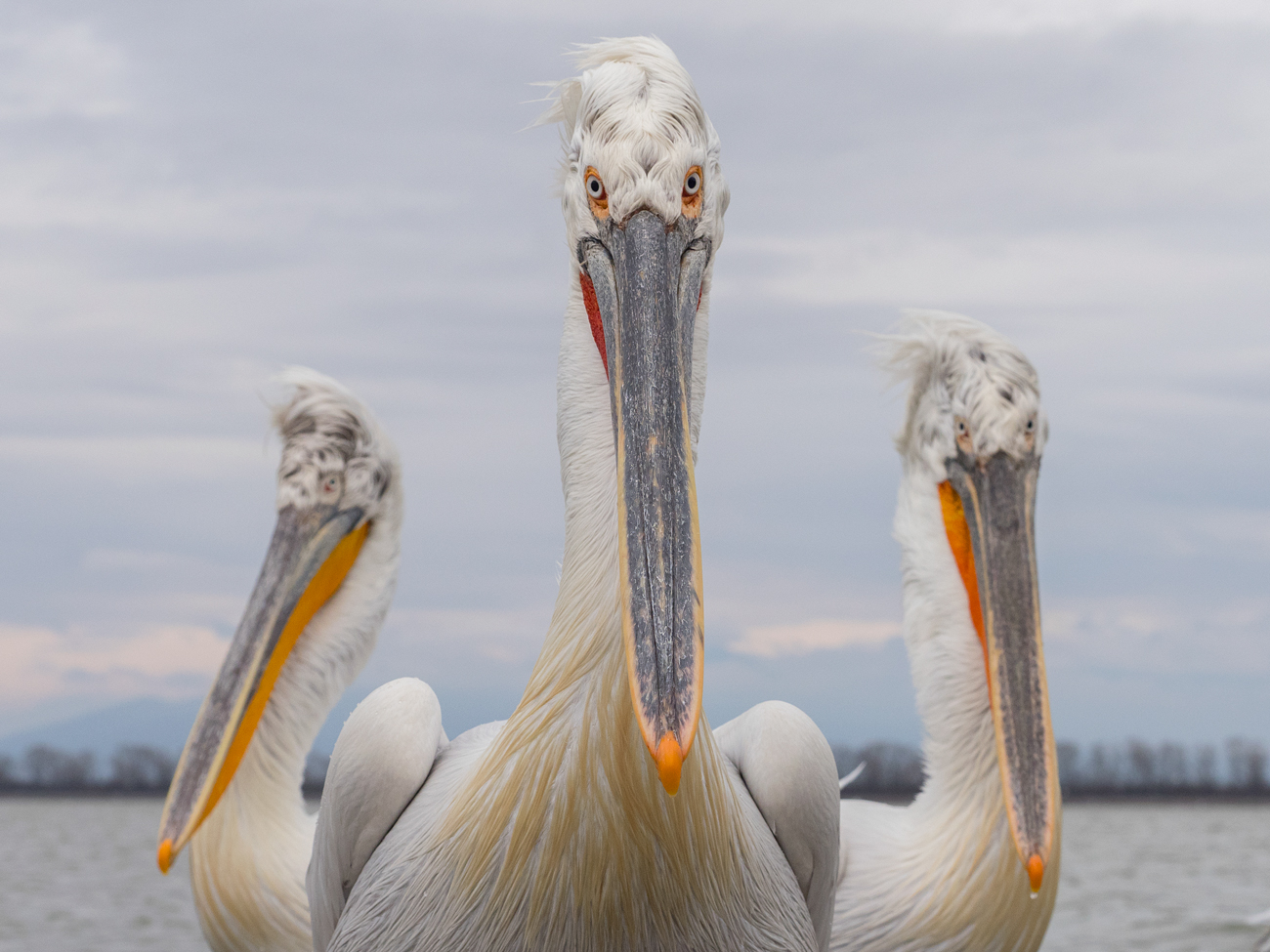 Online Photography Mentoring – The Stooges Online Photography Mentoring Wildlife Dalmatian Pelican