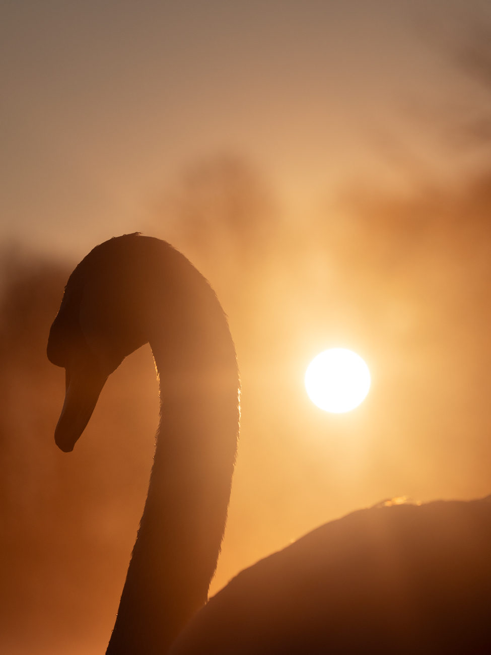 Wildlife Photography for Beginners – Rise Swan Wildlife Photography UK