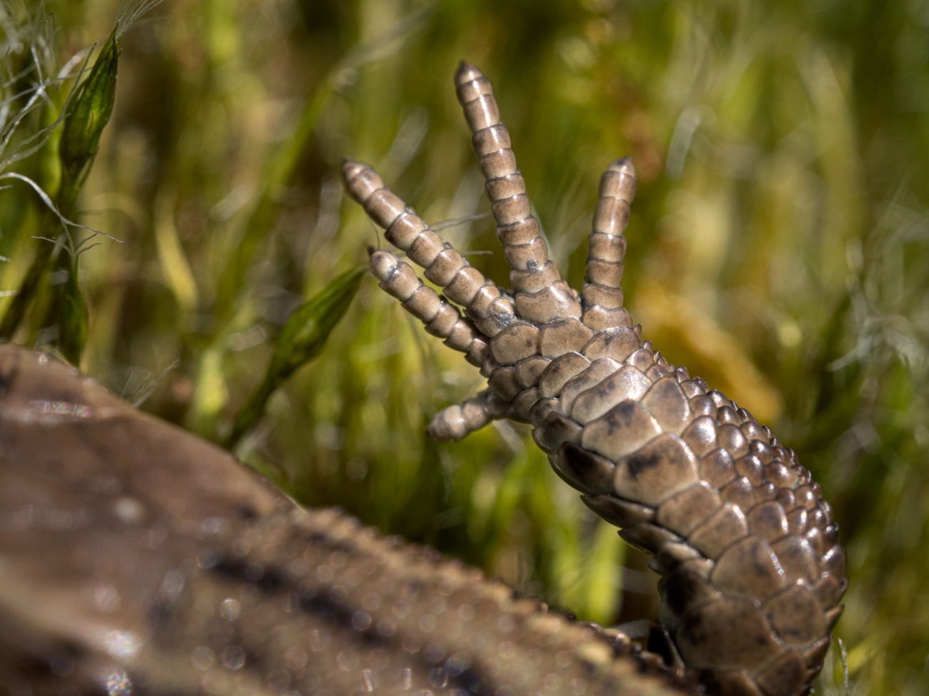 Common Lizard – Foot