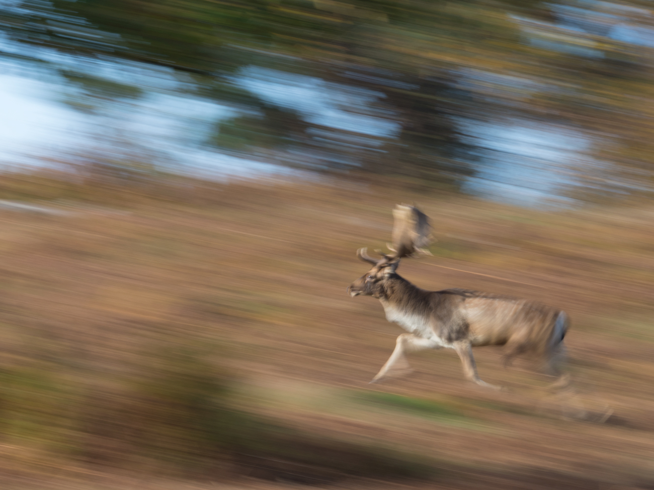 The Deer Rut – Rush