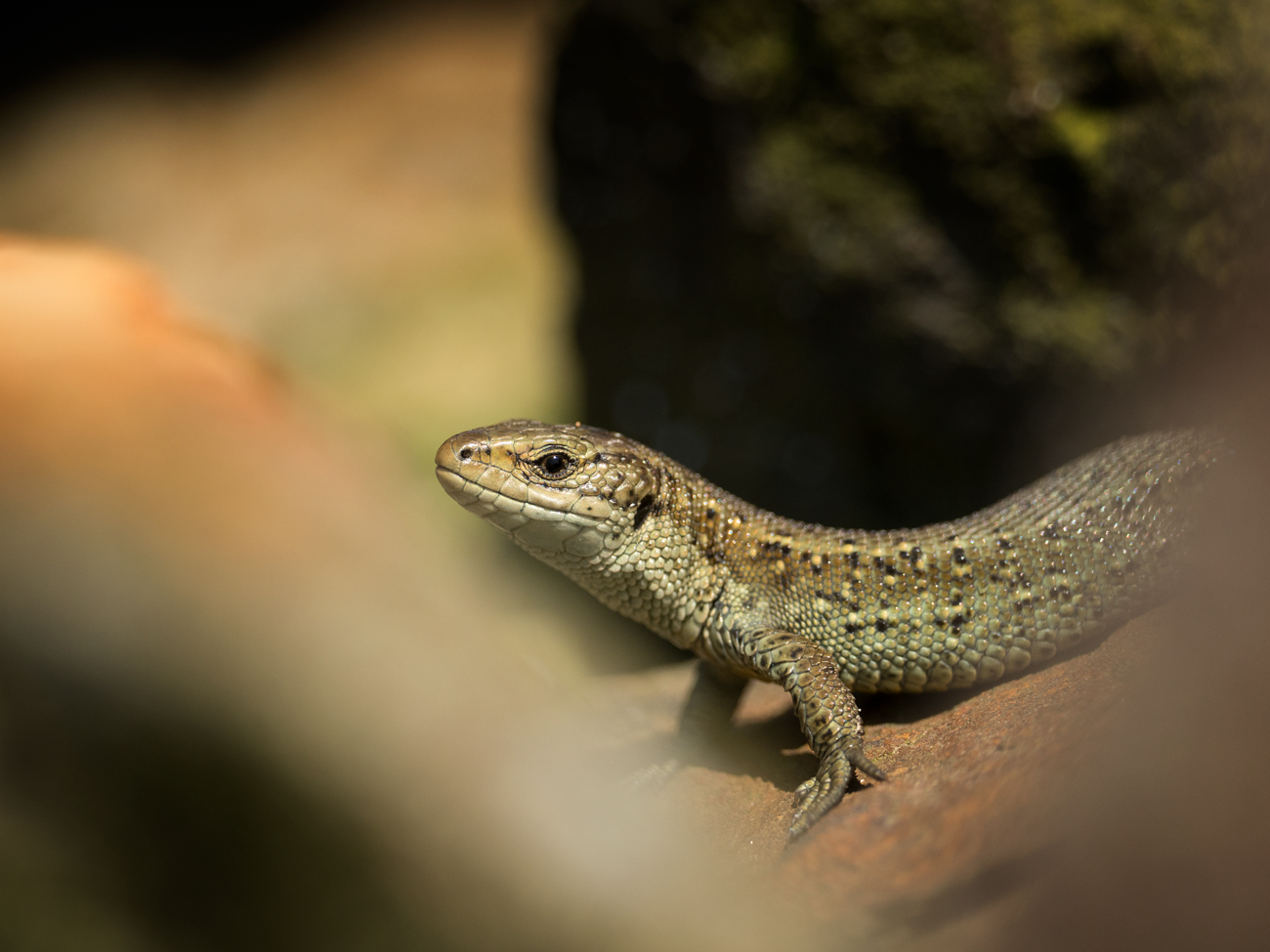 Common Lizard – Framed