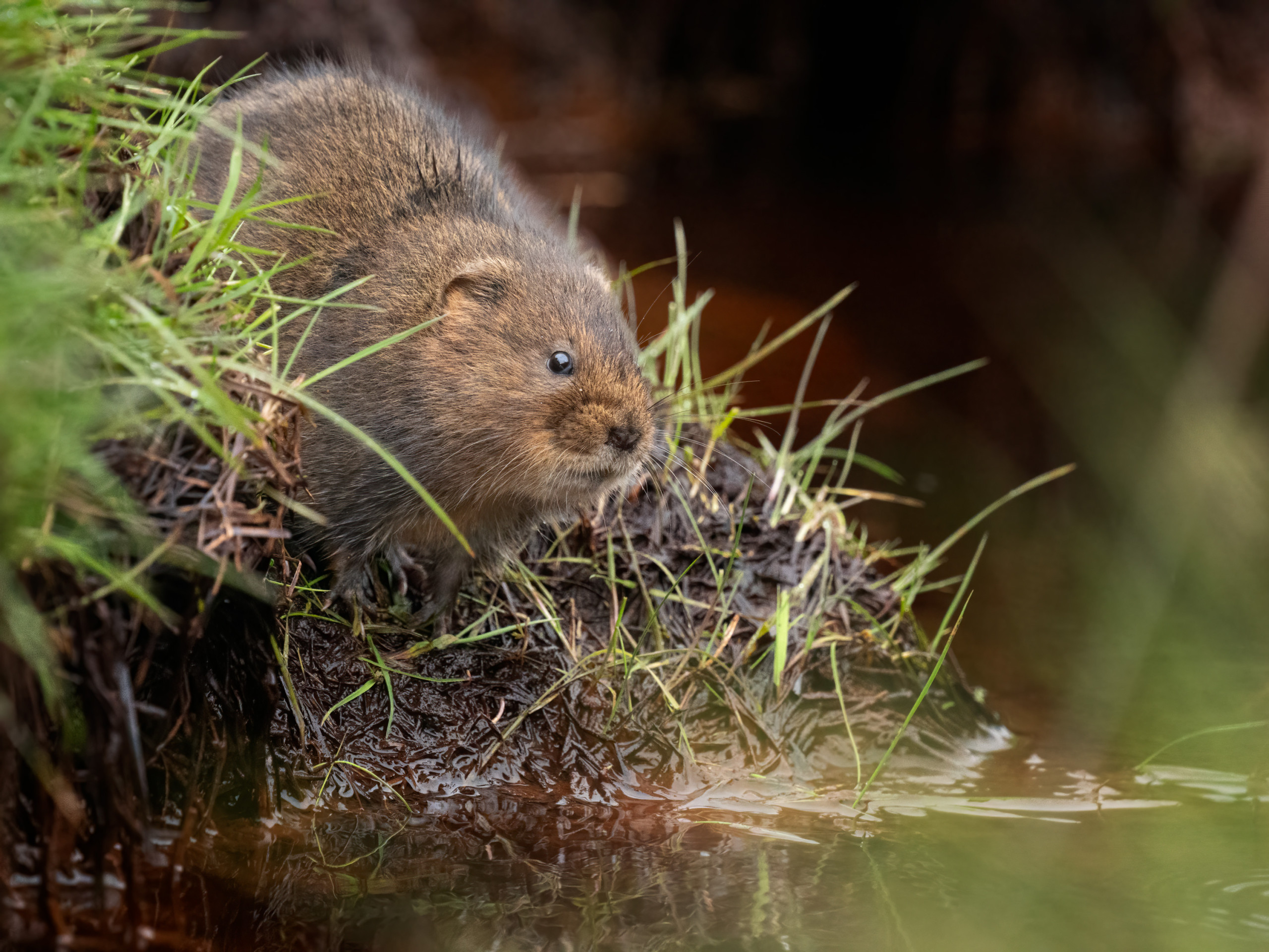 Water Vole Photography Workshop