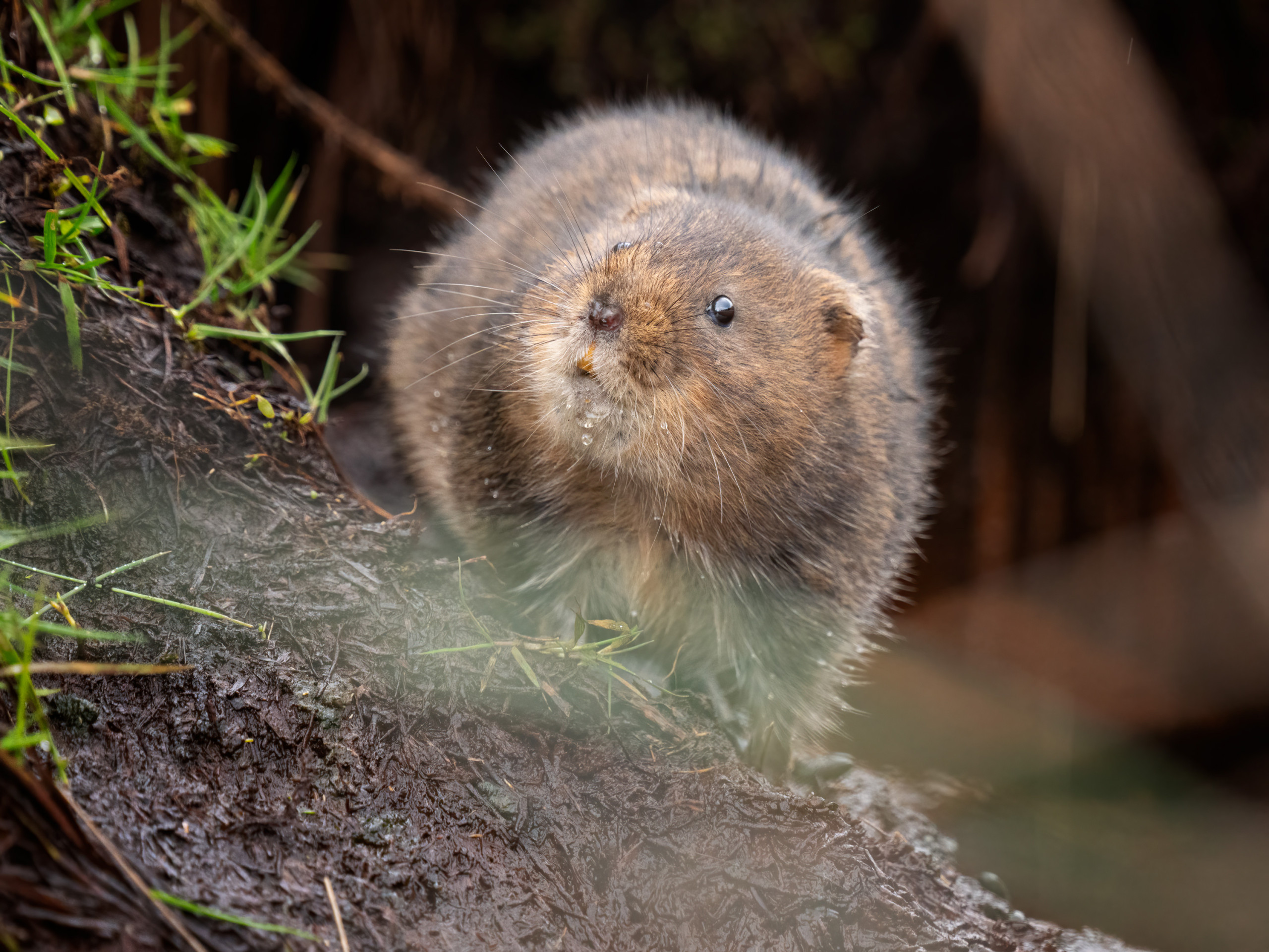 Water Vole Photography Workshop